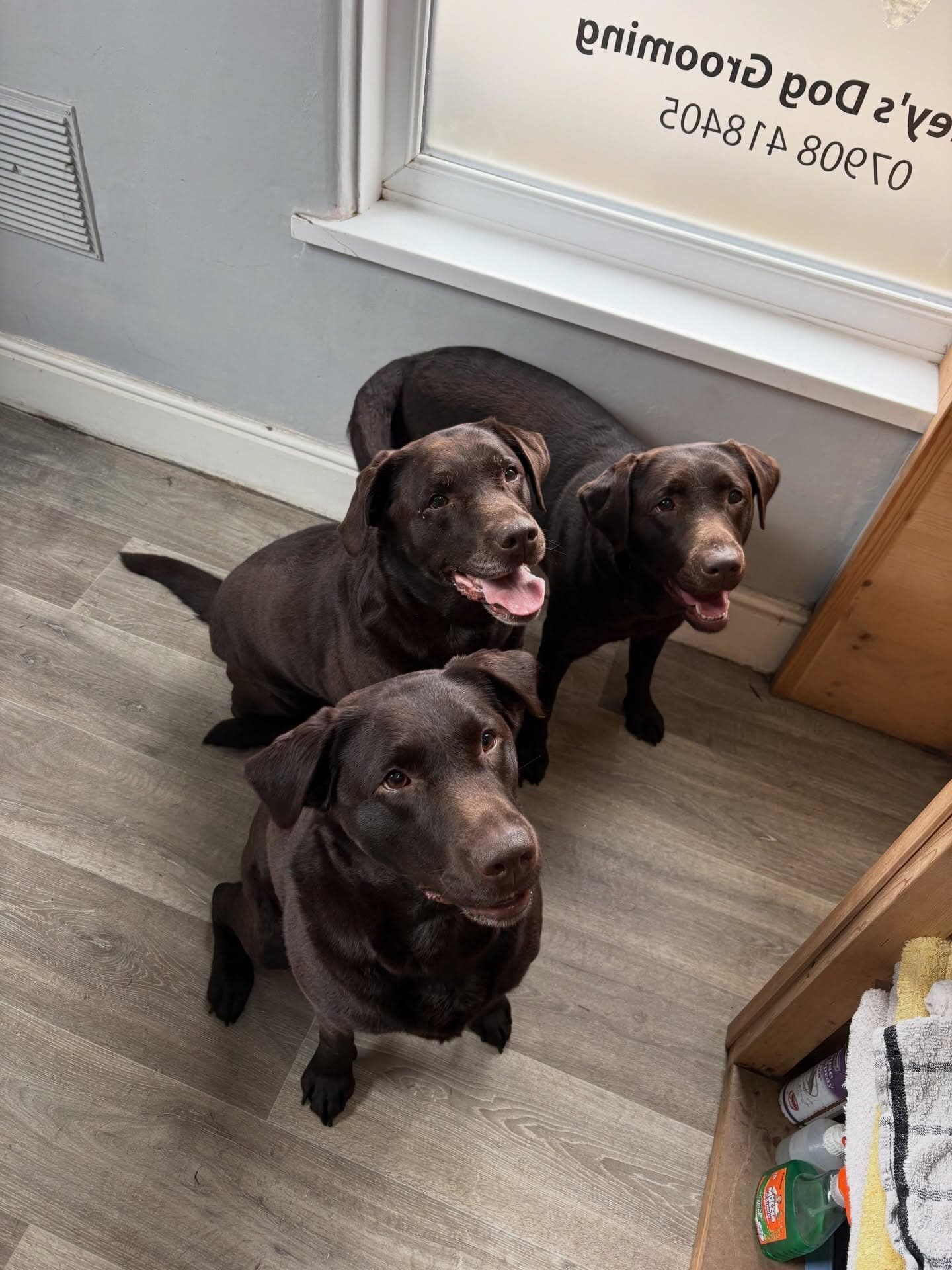 Three chocolate Labradors in the salon