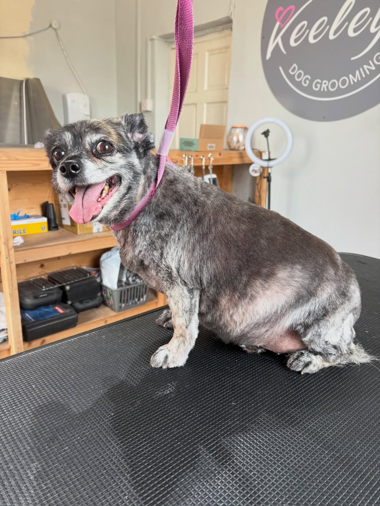 Happy senior dog after full groom