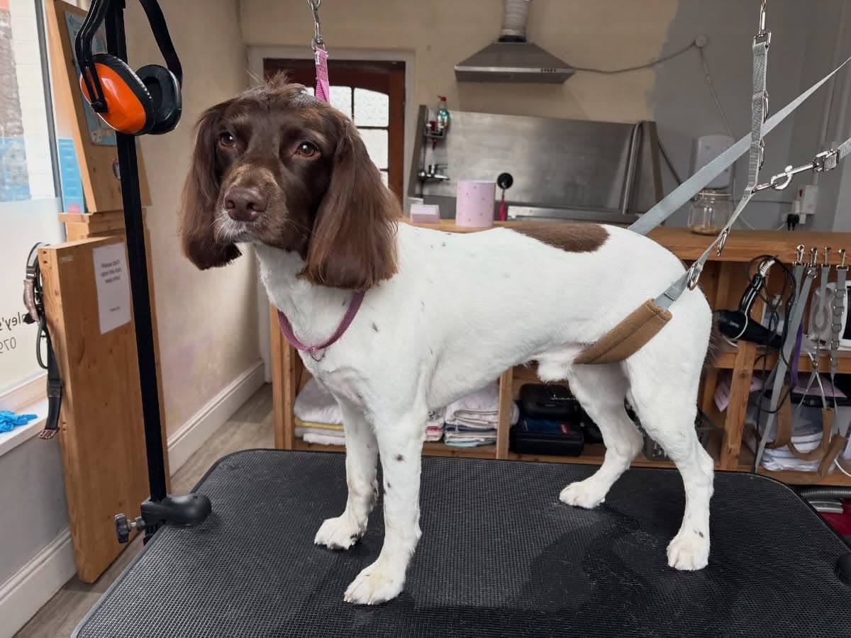 Springer Spaniel looking gorgeous