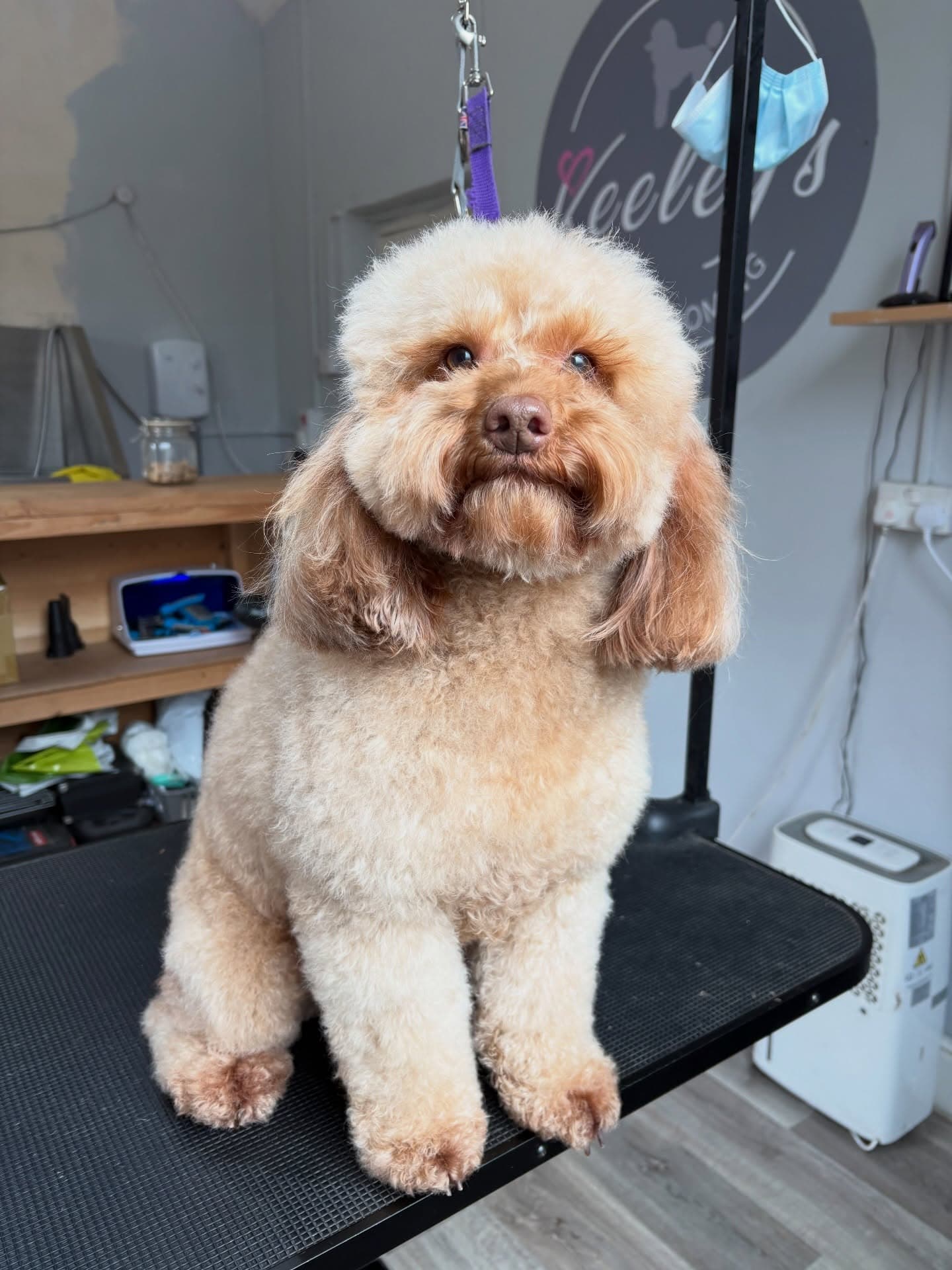 Fluffy Cockapoo teddy bear cut