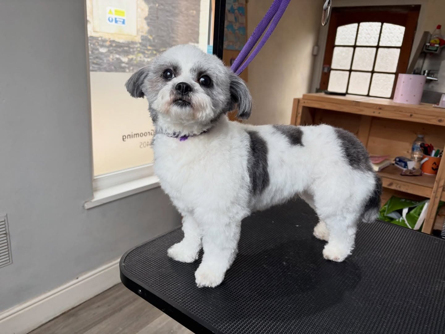 Shih Tzu with neat summer clip