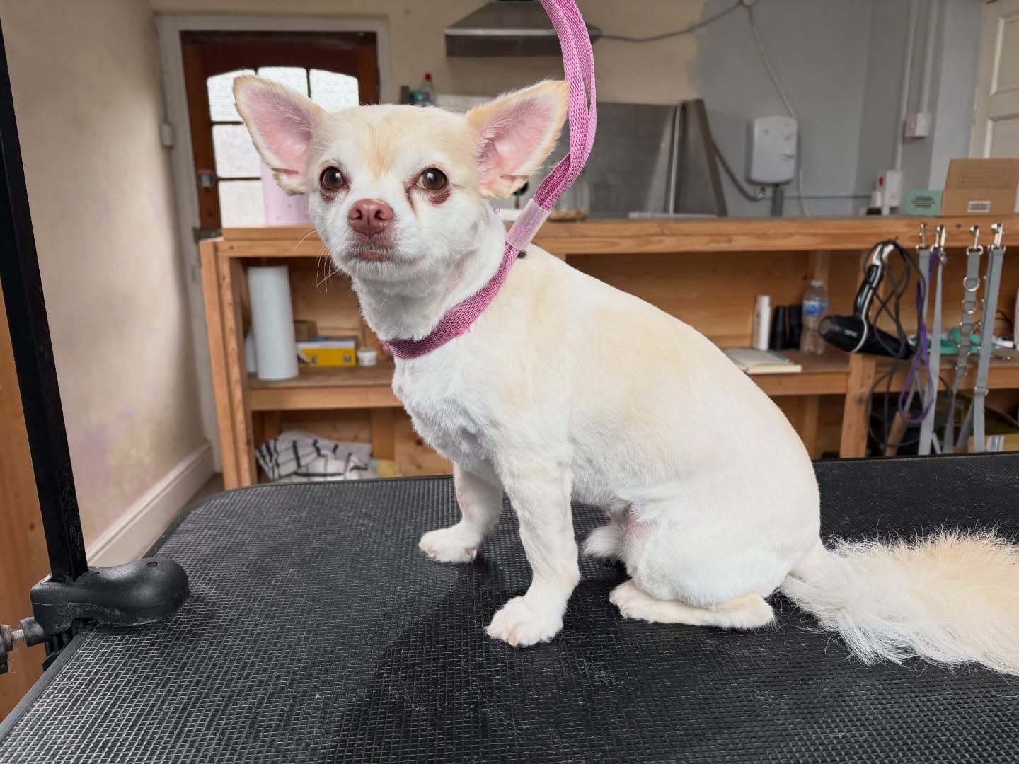 Chihuahua De-shed after