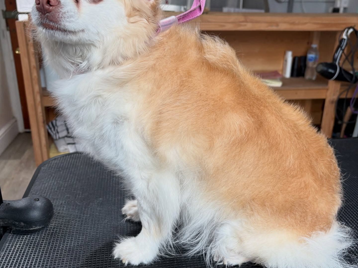 Chihuahua De-shed before