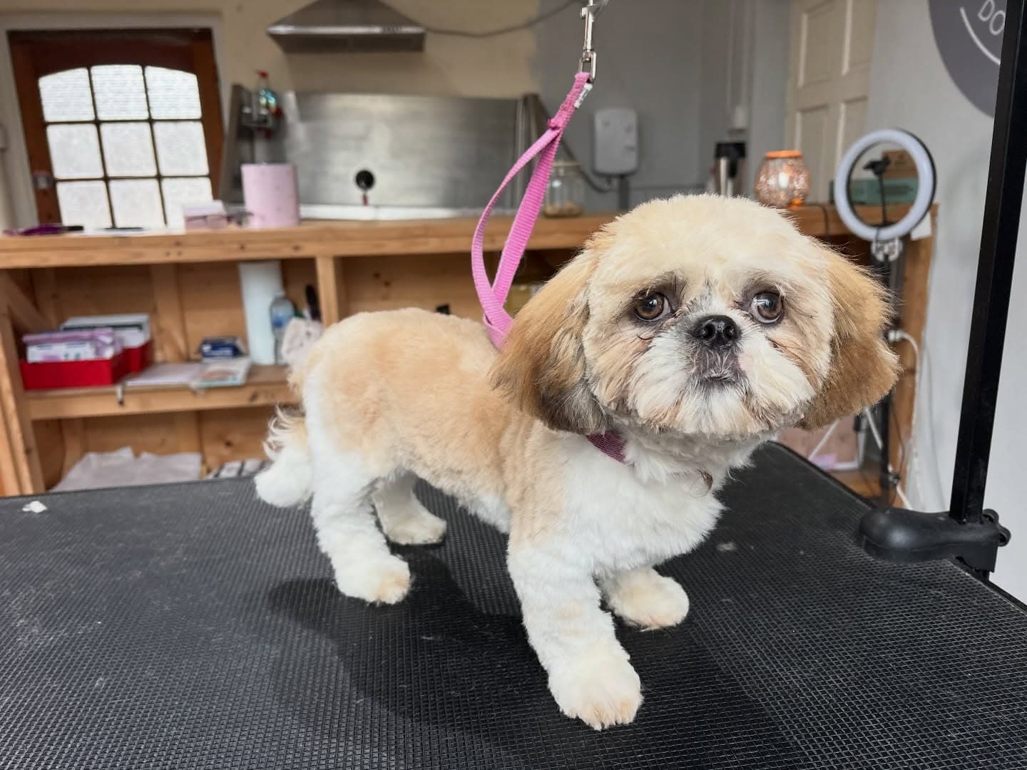 Shih Tzu Teddy Bear after