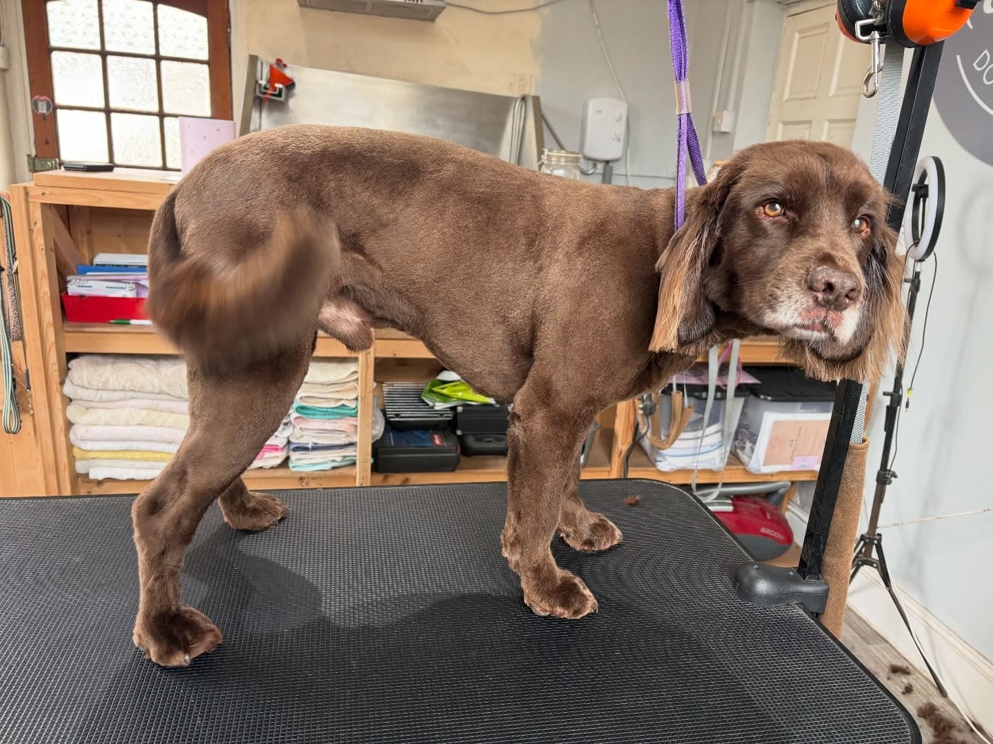 Cocker Spaniel Clip after